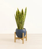 Golden Snake Plant