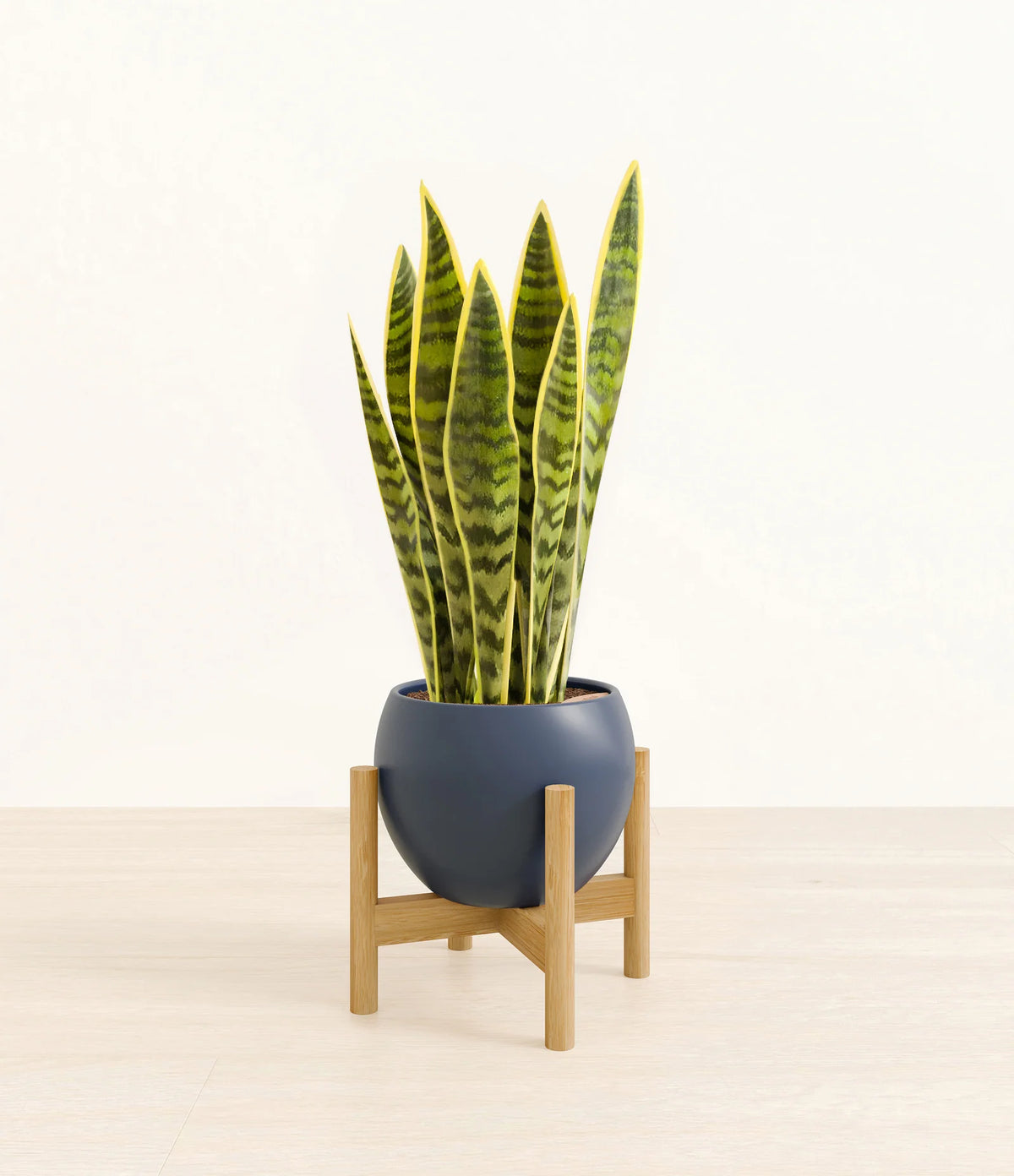 Golden Snake Plant
