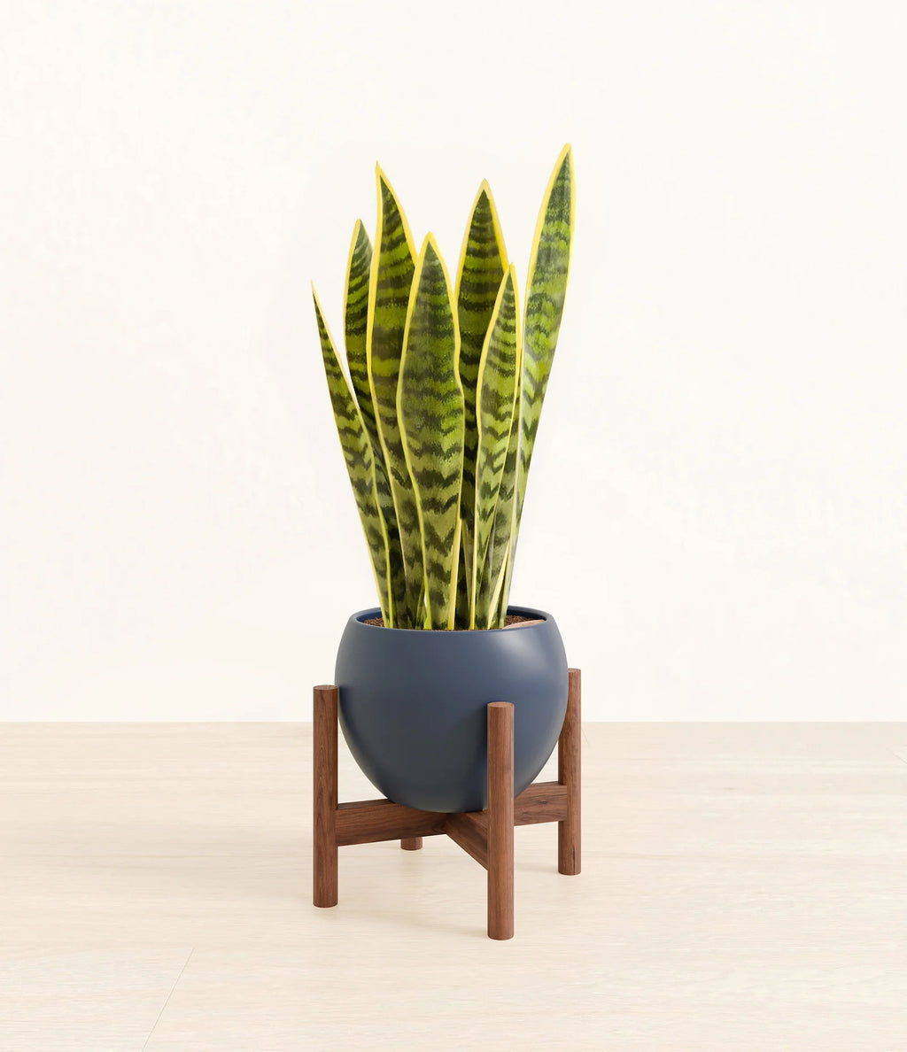 Golden Snake Plant