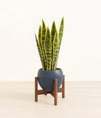 Golden Snake Plant