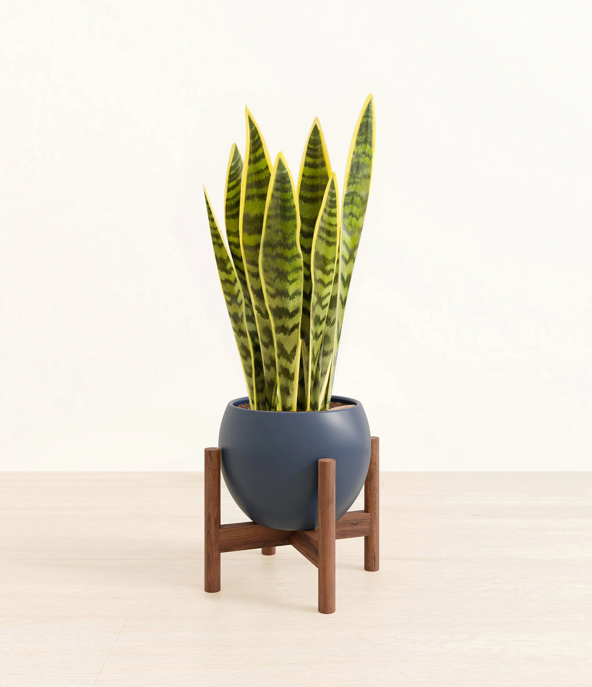 Golden Snake Plant