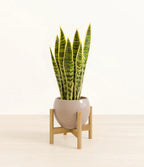 Golden Snake Plant