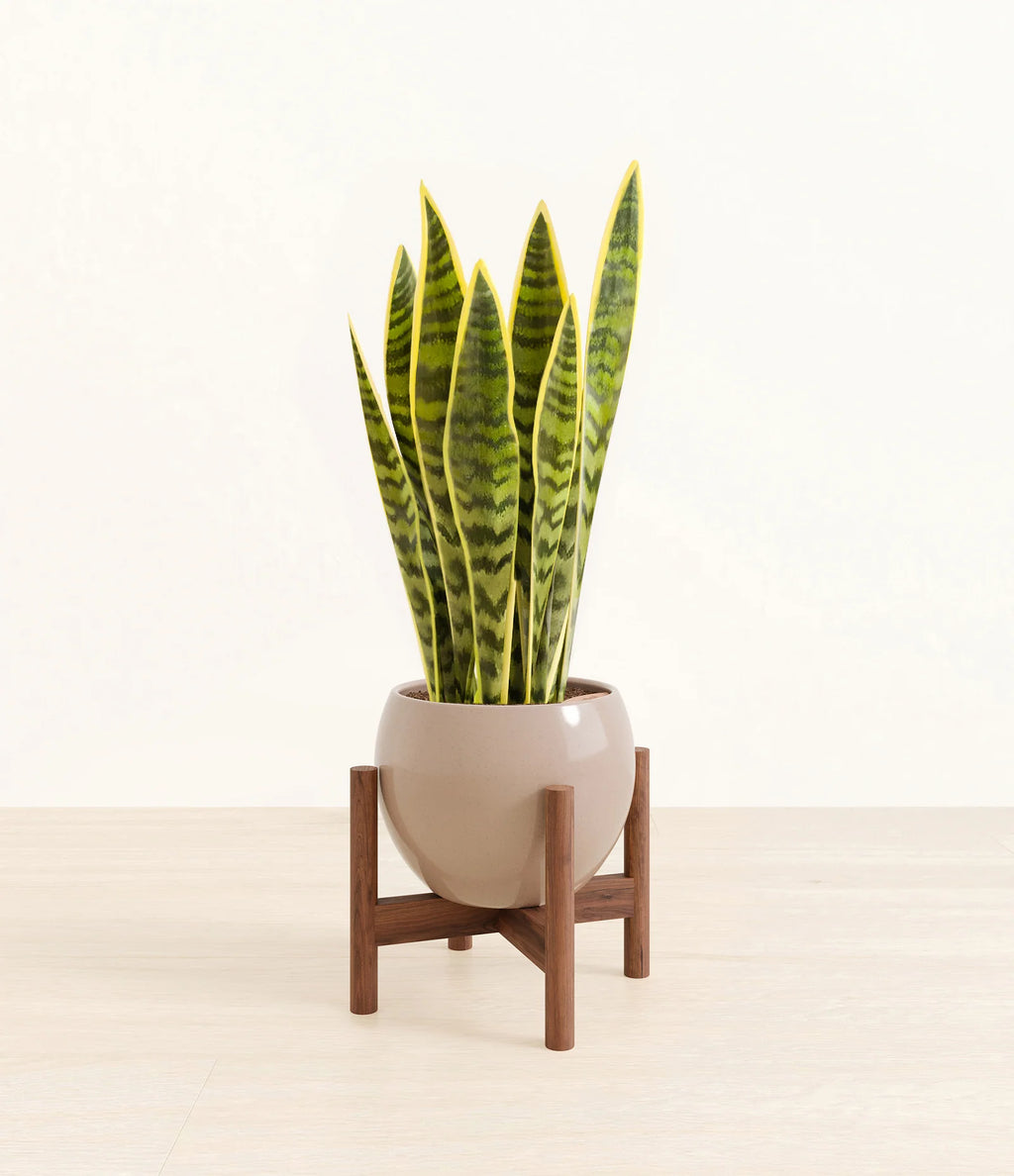 Golden Snake Plant