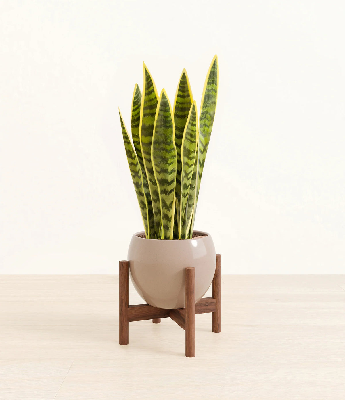 Golden Snake Plant