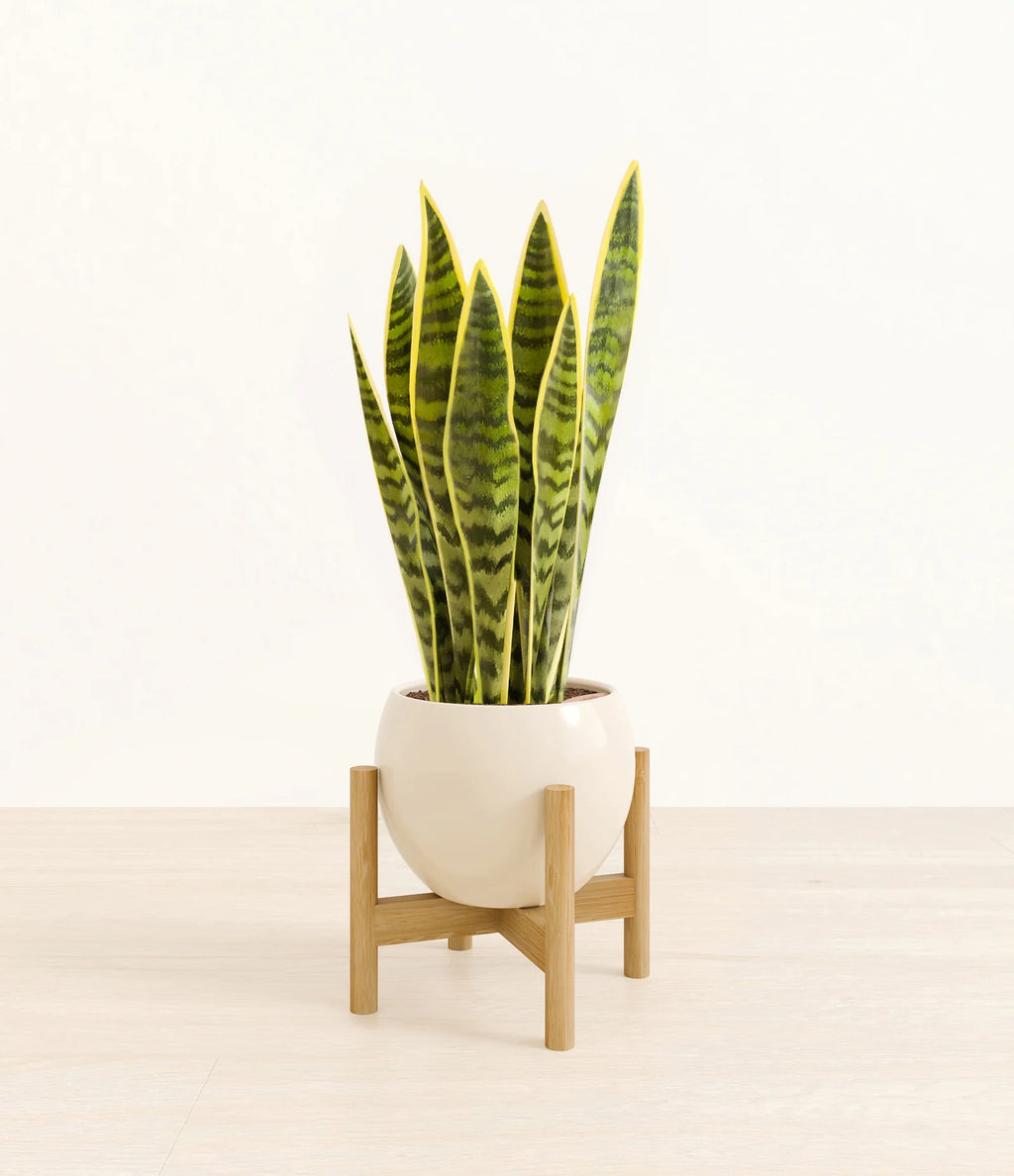 Golden Snake Plant