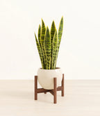 Golden Snake Plant