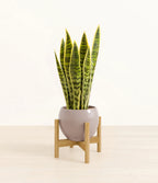 Golden Snake Plant