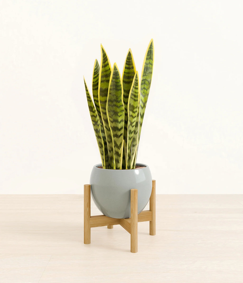 Golden Snake Plant