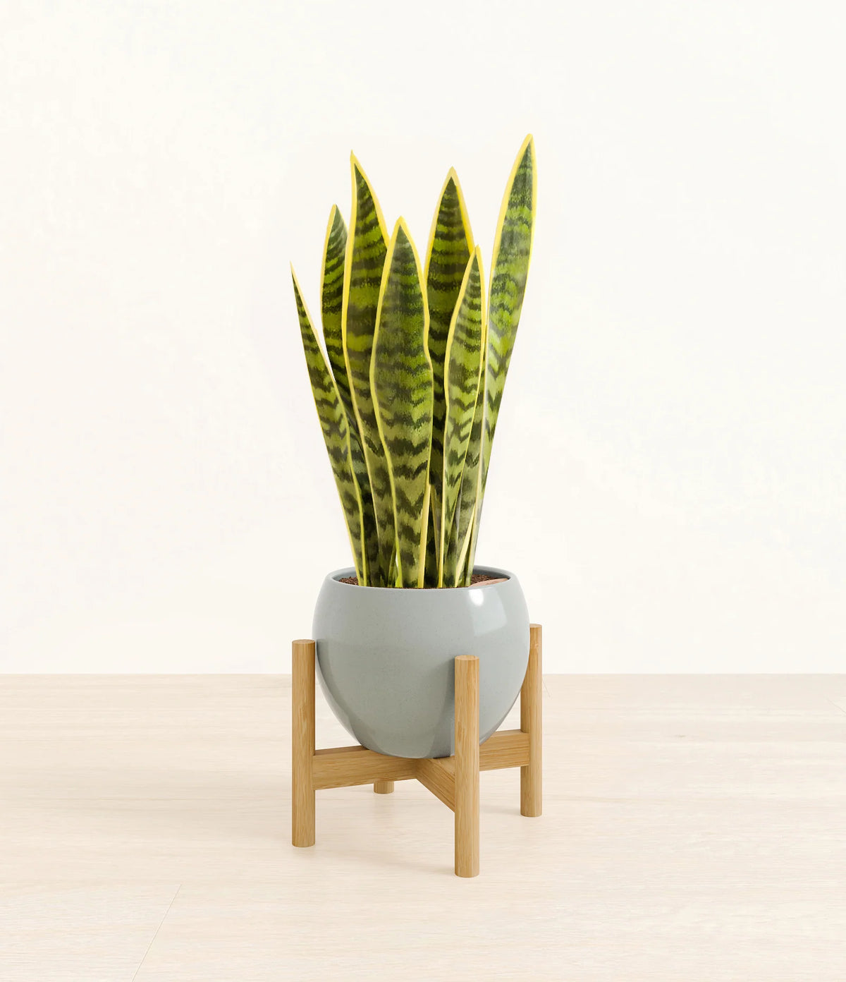 Golden Snake Plant