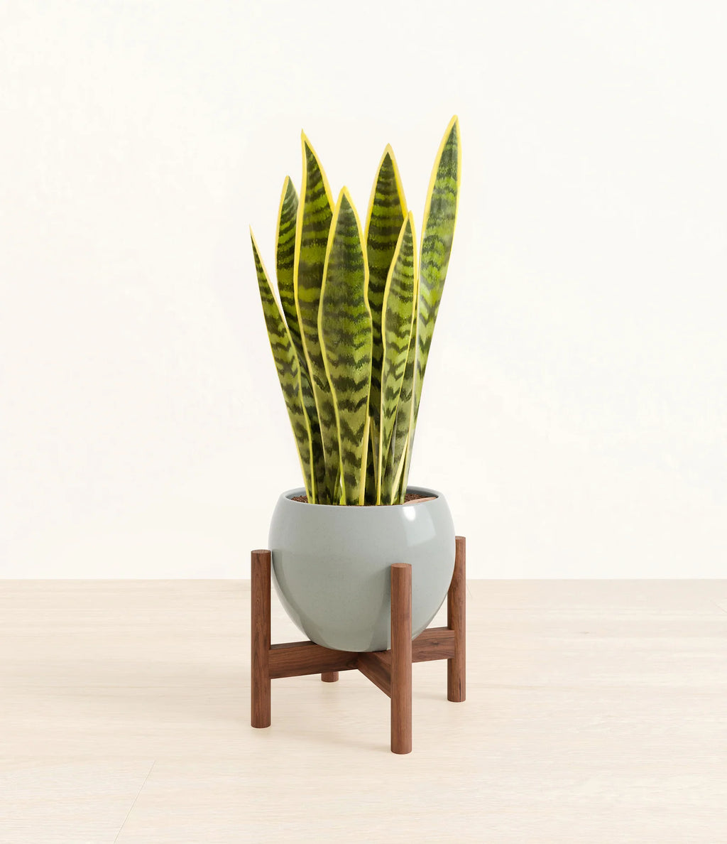 Golden Snake Plant