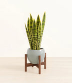 Golden Snake Plant