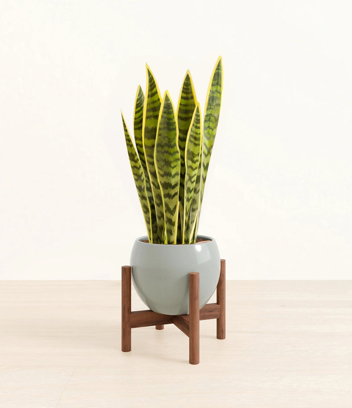 Golden Snake Plant