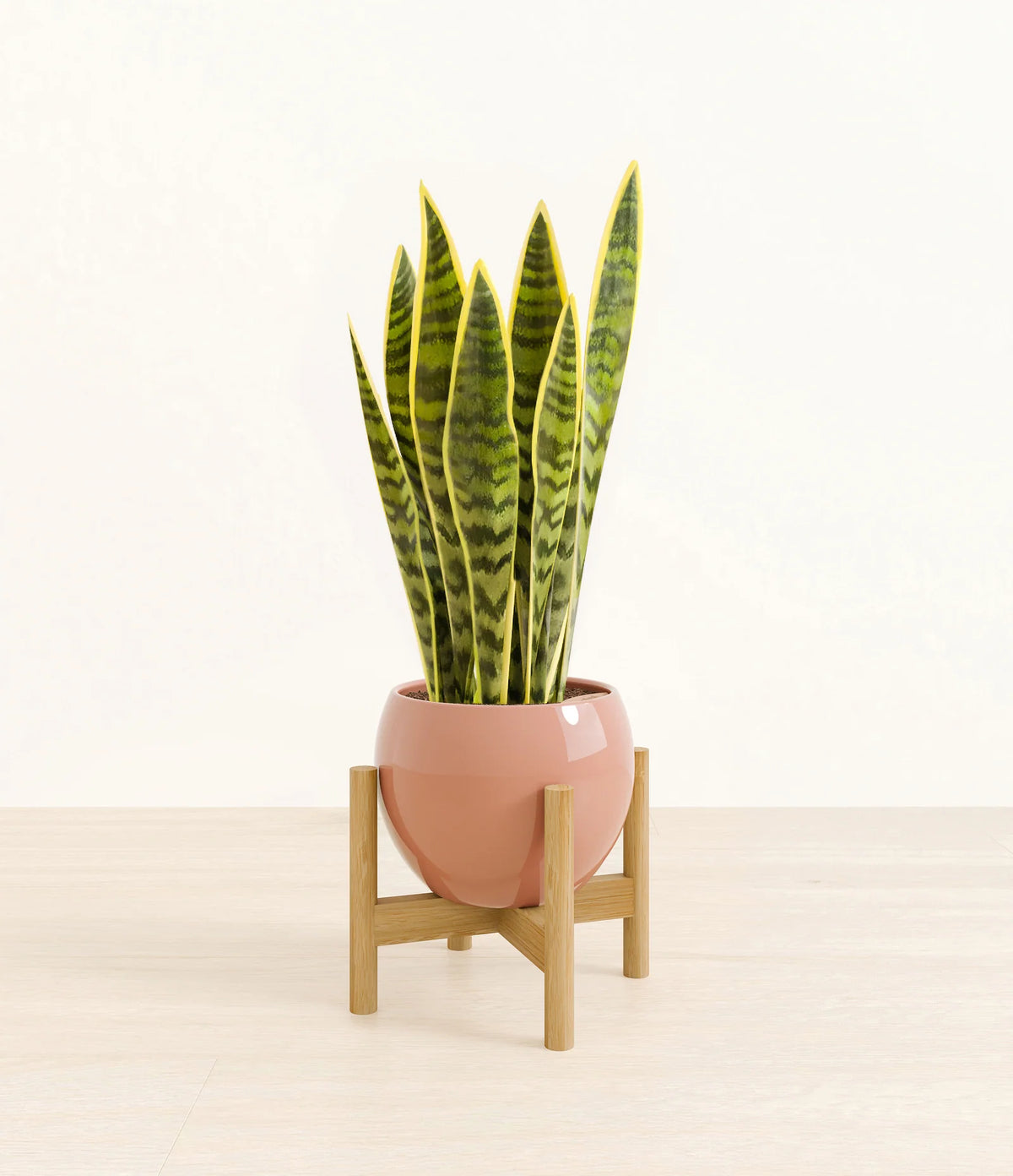 Golden Snake Plant