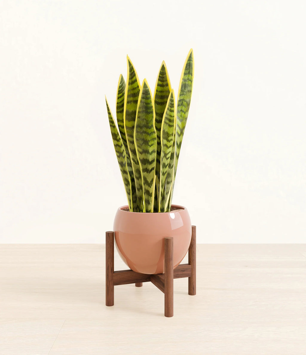 Golden Snake Plant