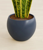 Golden Snake Plant