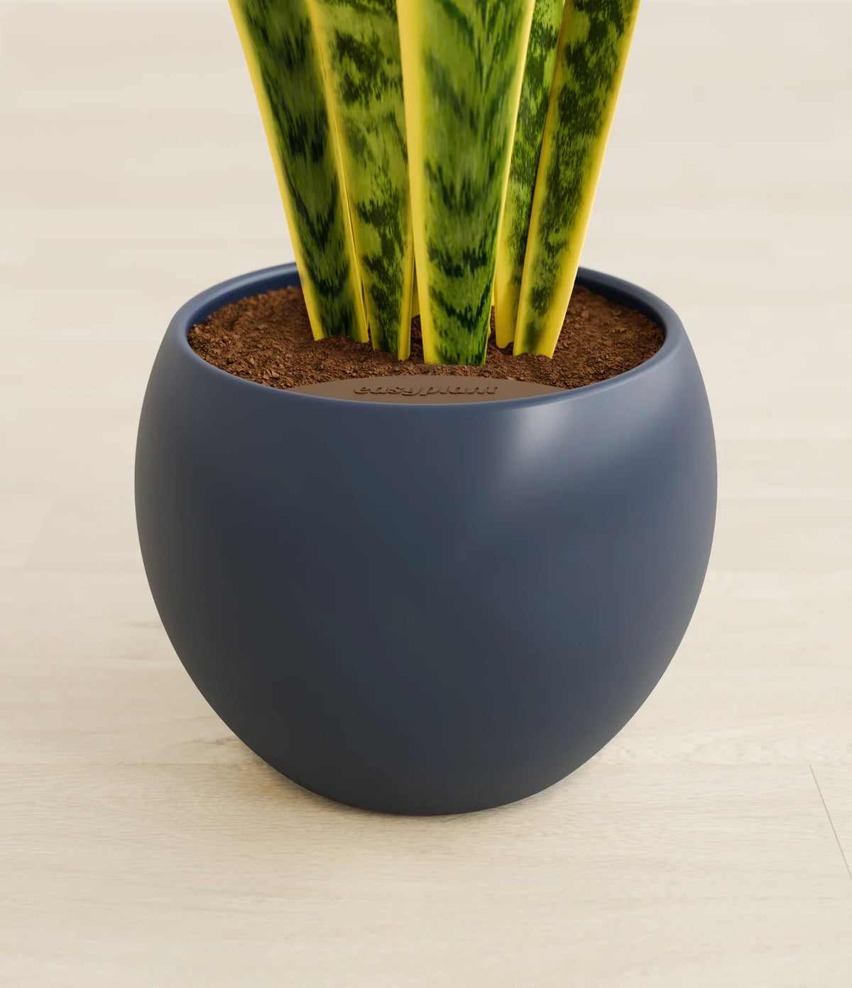 Golden Snake Plant