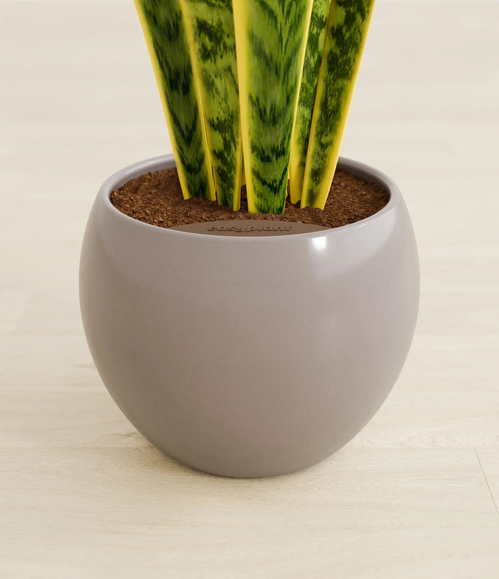 Golden Snake Plant