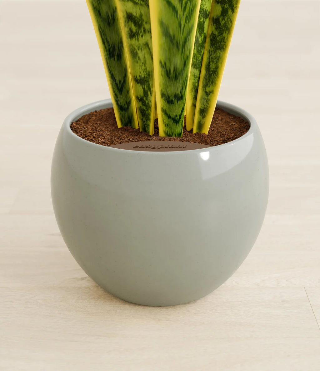 Golden Snake Plant