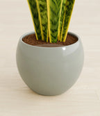 Golden Snake Plant