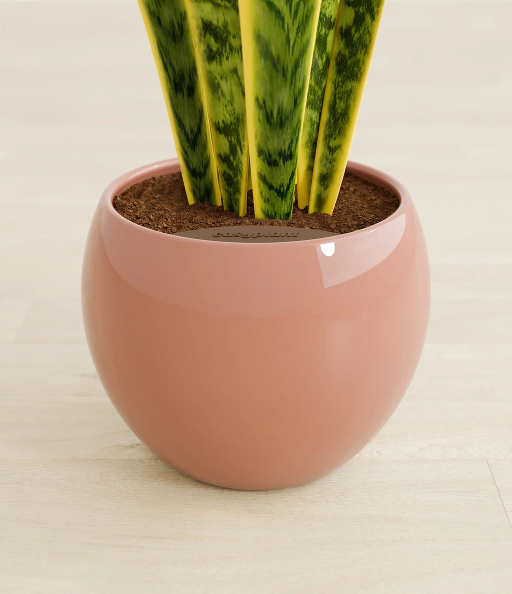 Golden Snake Plant