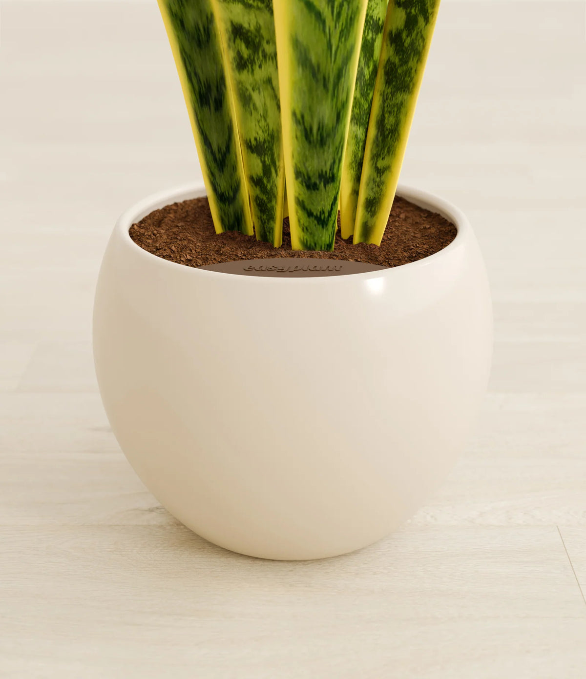 Golden Snake Plant