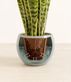 Golden Snake Plant