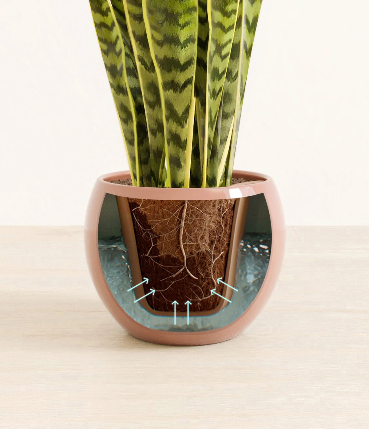Golden Snake Plant