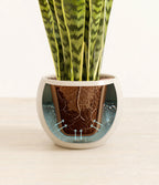 Golden Snake Plant