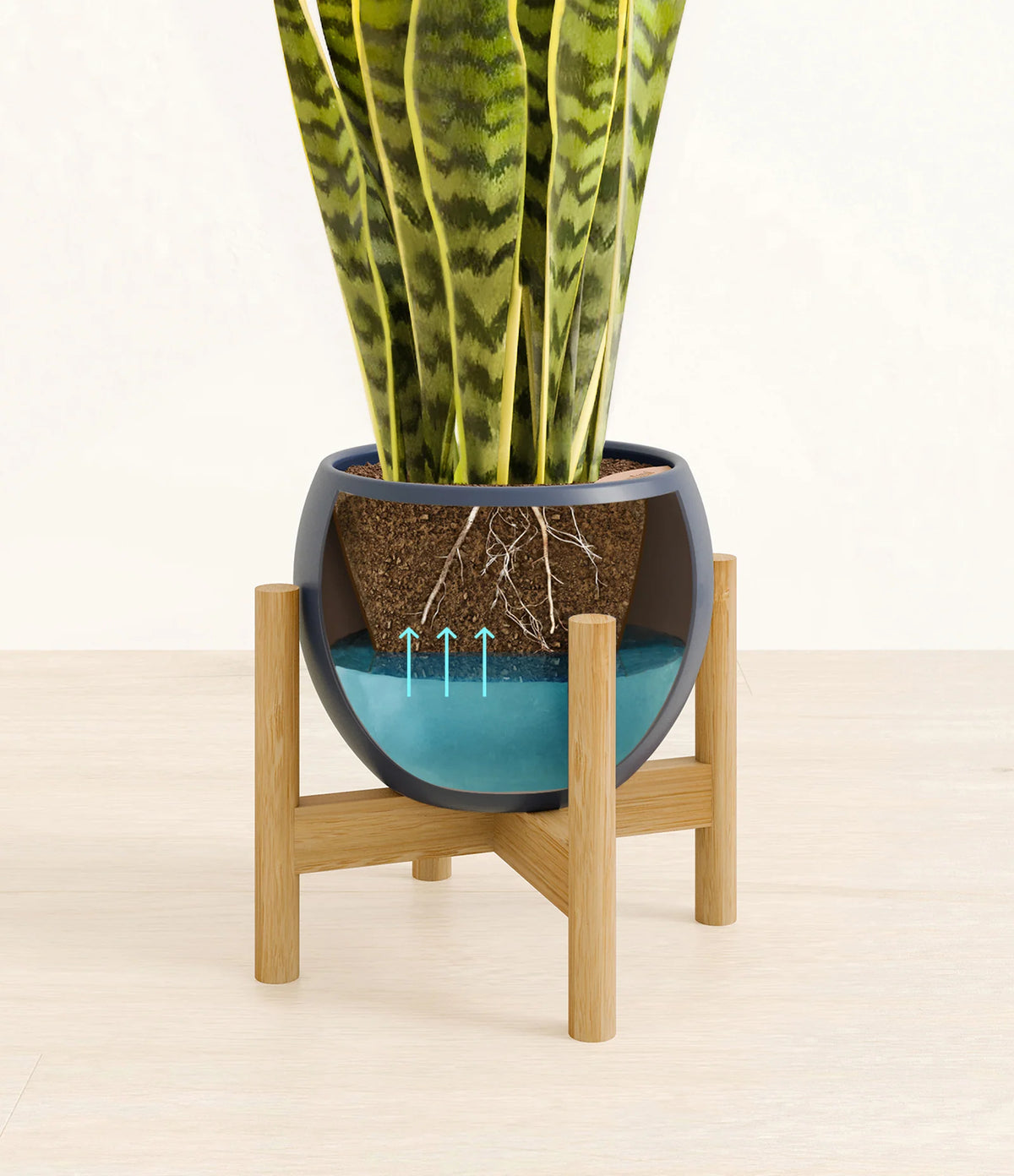 Golden Snake Plant