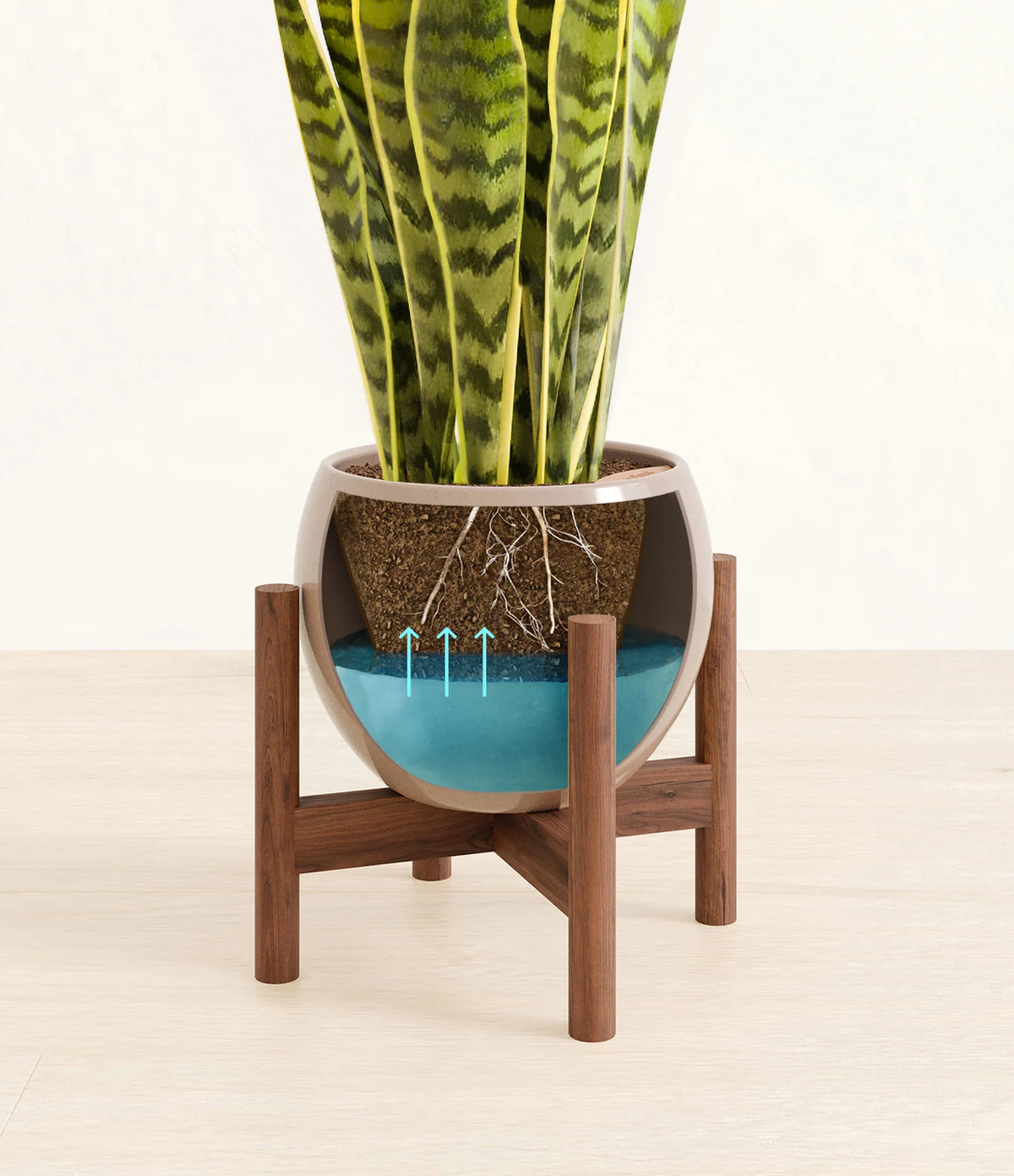 Golden Snake Plant