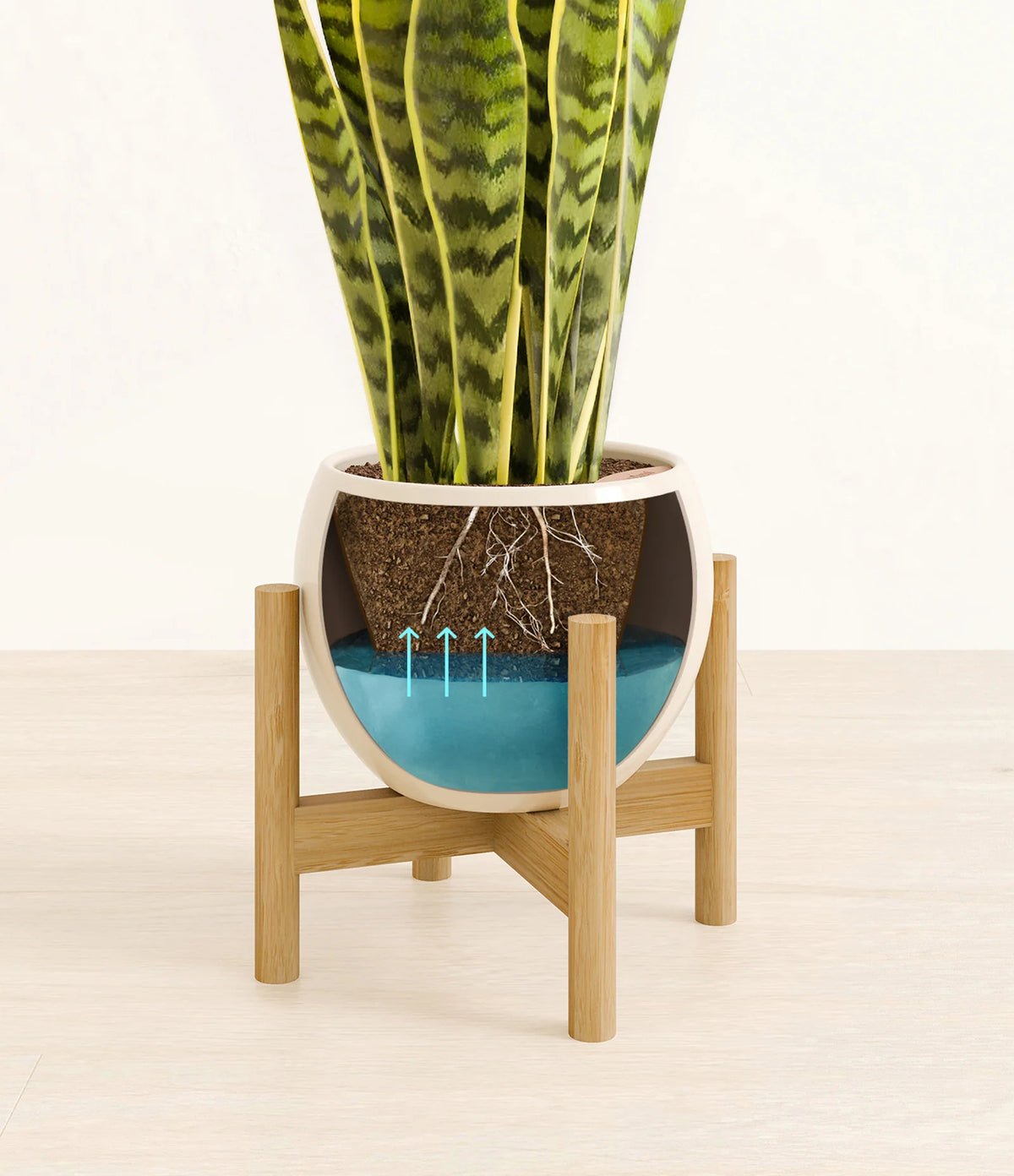 Golden Snake Plant