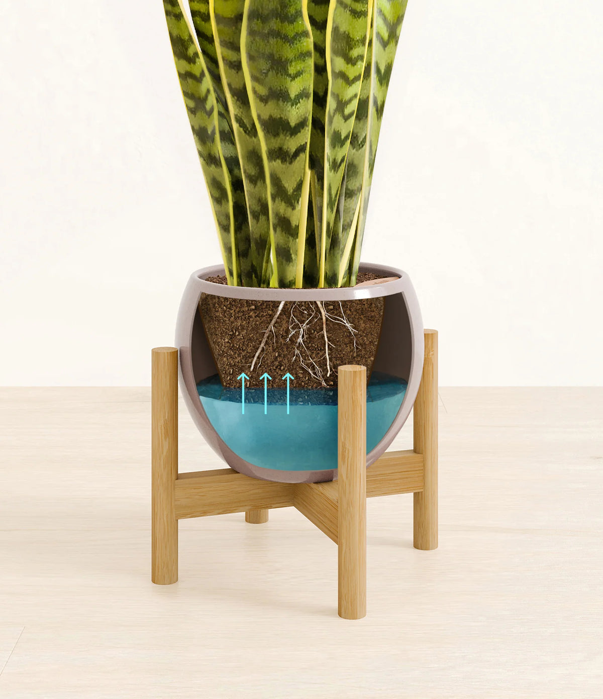 Golden Snake Plant