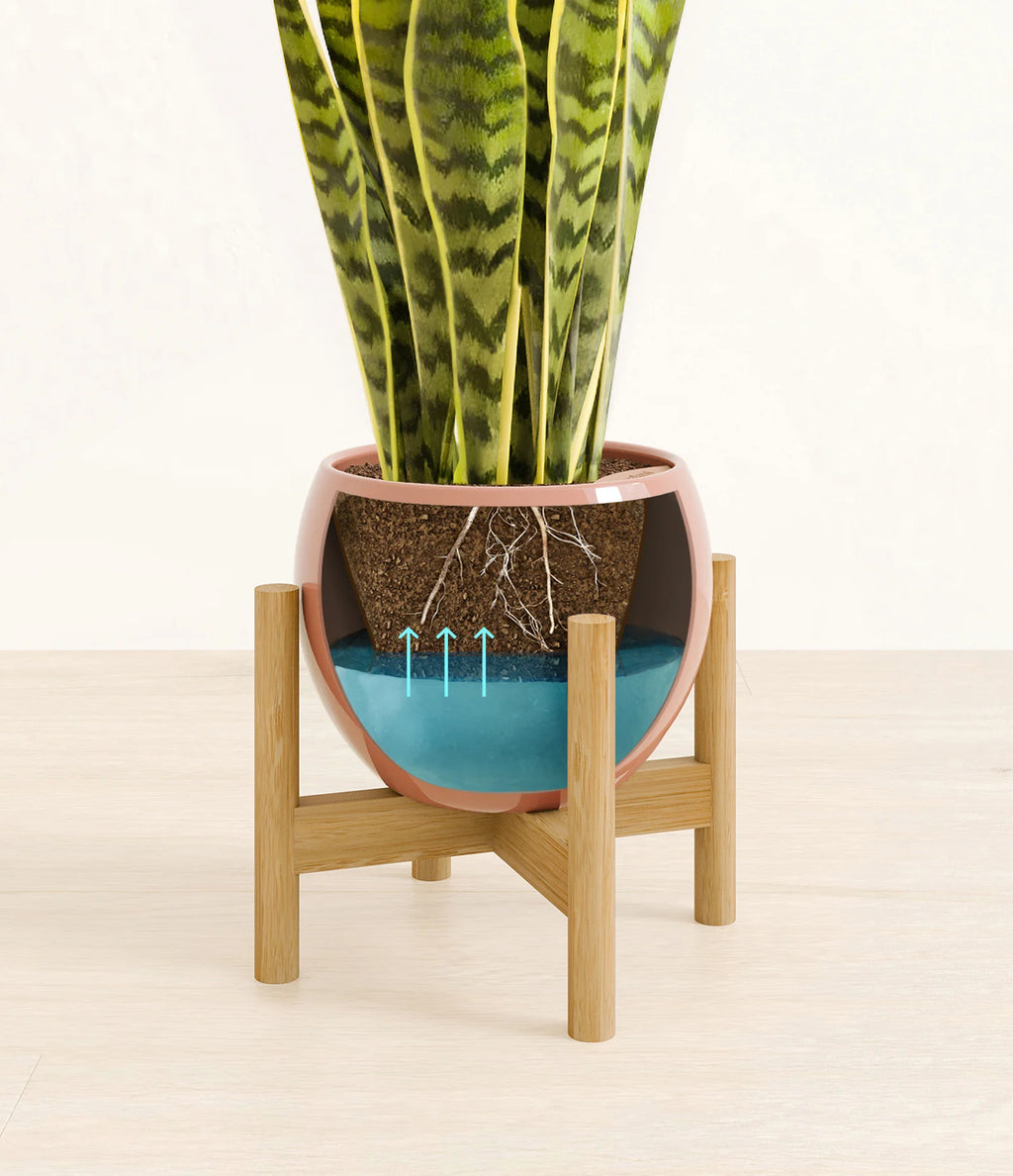 Golden Snake Plant
