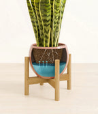 Golden Snake Plant