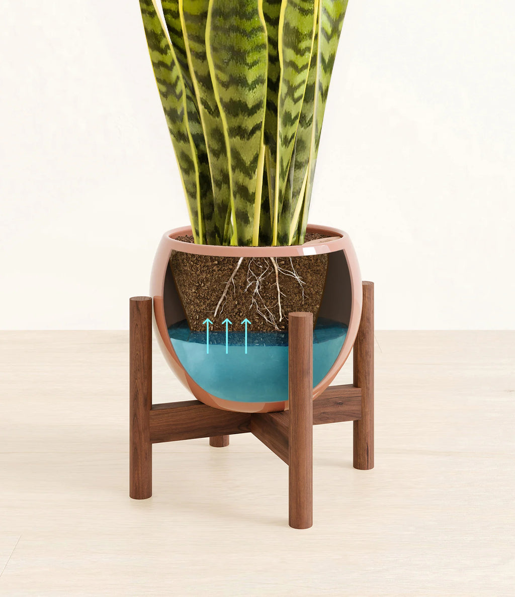 Golden Snake Plant