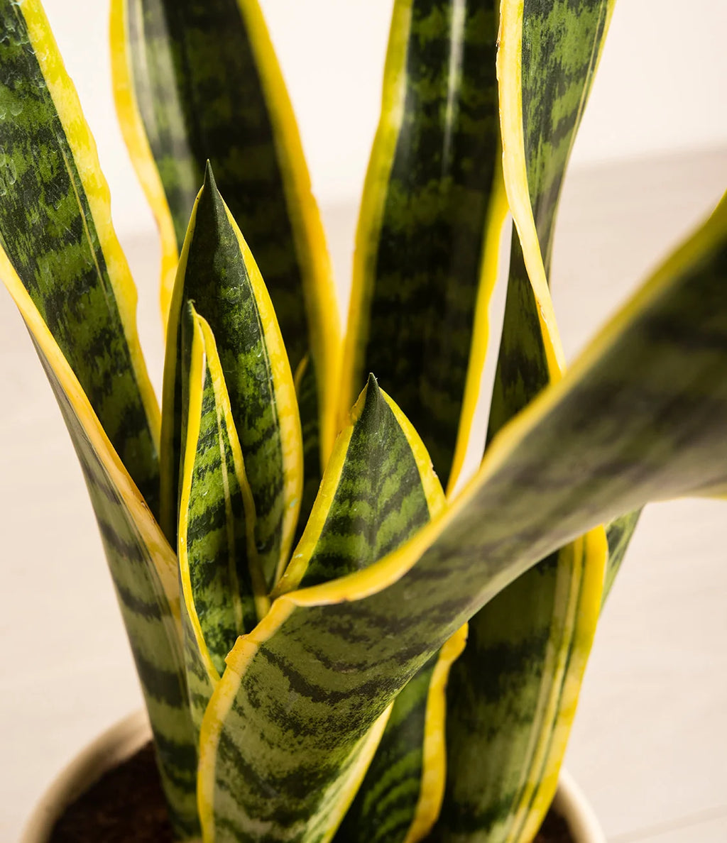 Golden Snake Plant
