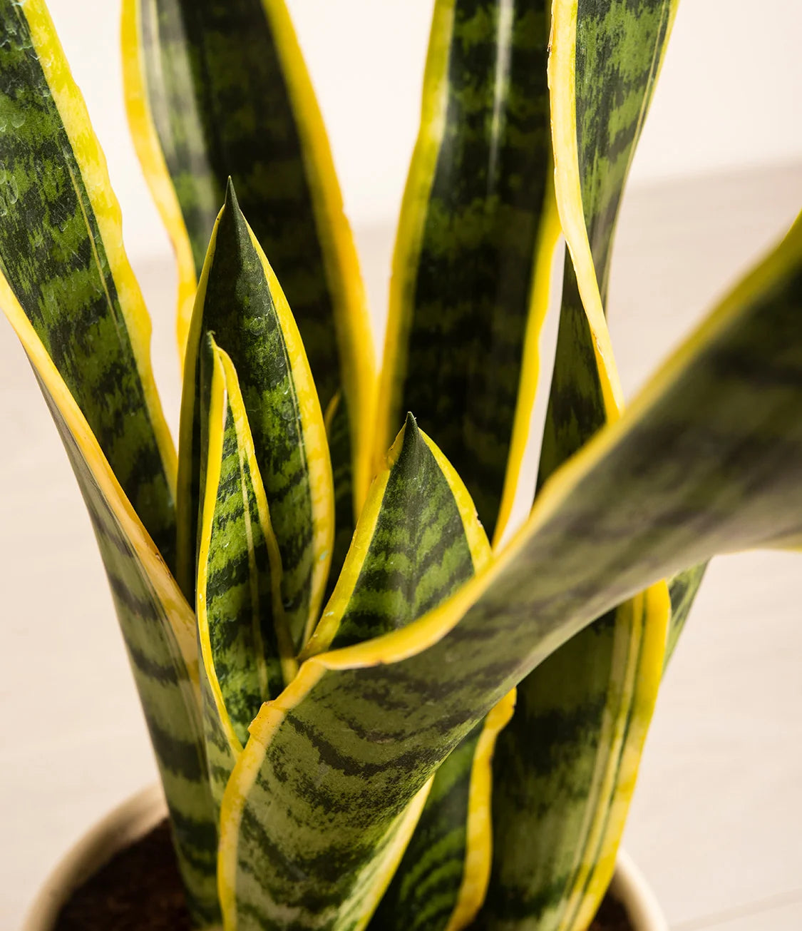 Golden Snake Plant