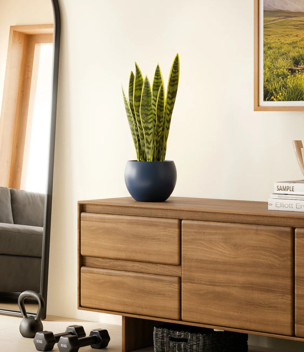 Golden Snake Plant