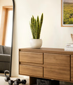 Golden Snake Plant