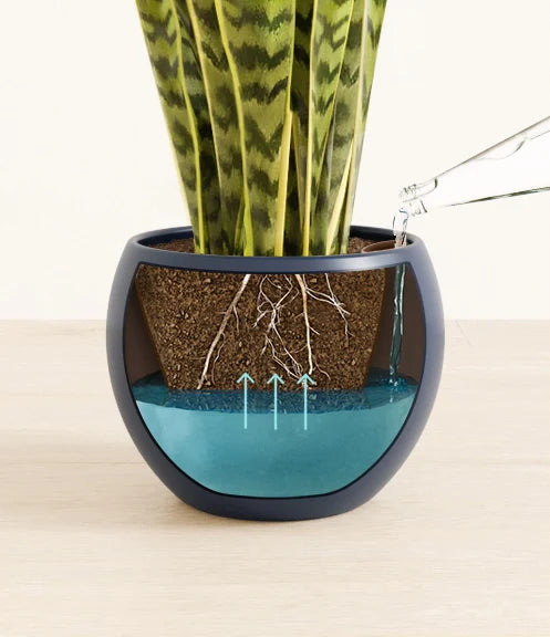Golden Snake Plant