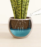 Golden Snake Plant