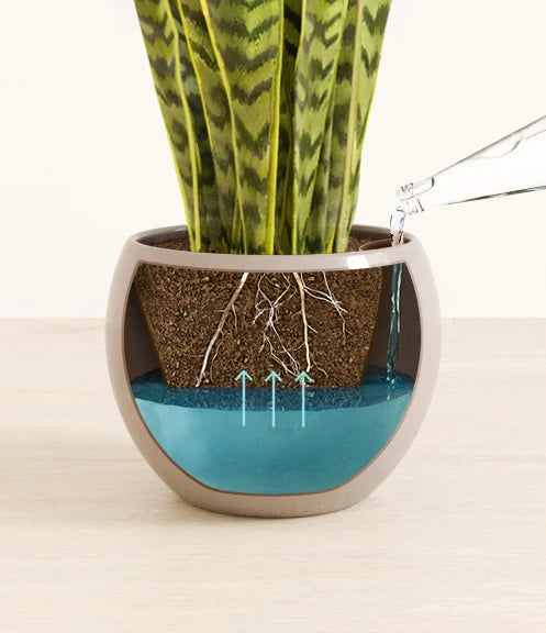 Golden Snake Plant