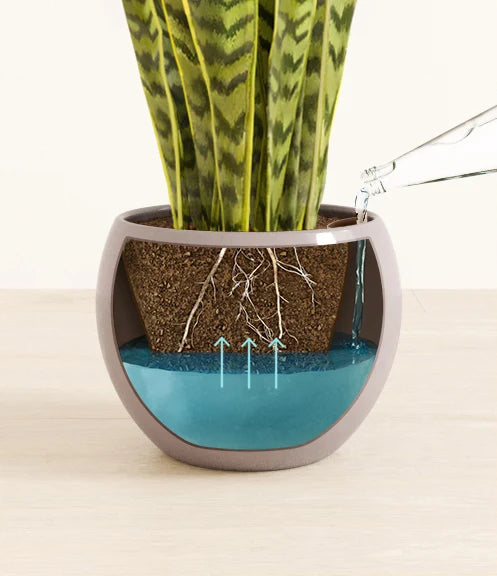 Golden Snake Plant
