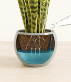 Golden Snake Plant