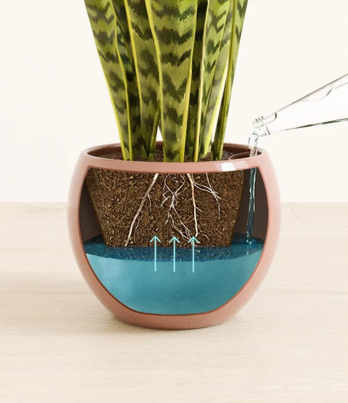 Golden Snake Plant