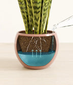 Golden Snake Plant