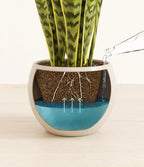 Golden Snake Plant