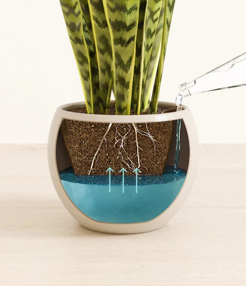 Golden Snake Plant