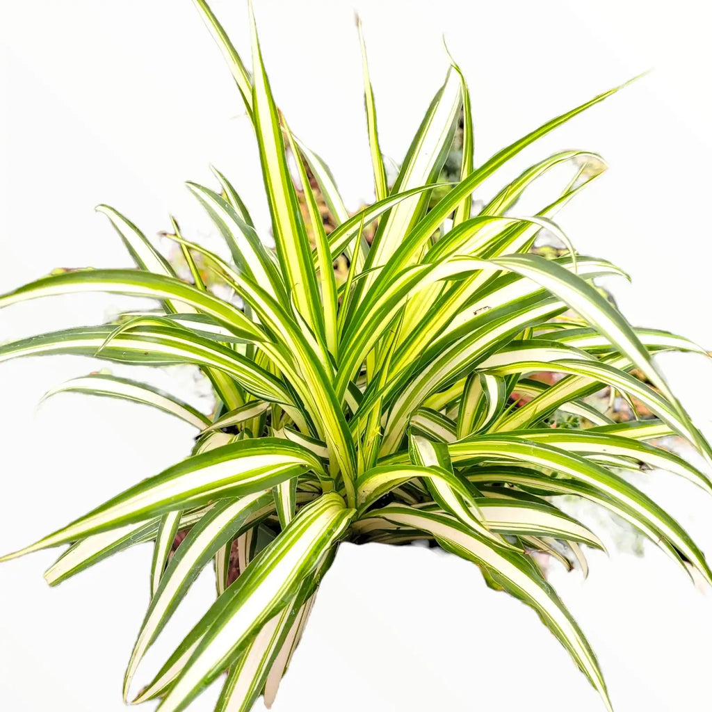 Graceful Spider Plant, 6 Inch
