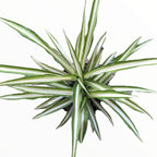 Graceful Spider Plant